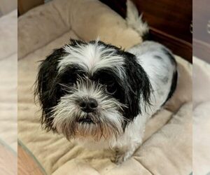 Shih Tzu Dogs for adoption in Spring Lake, NC, USA