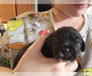 Poodle (Toy)-Pug Mix Puppy for sale in FORT WORTH, TX, USA