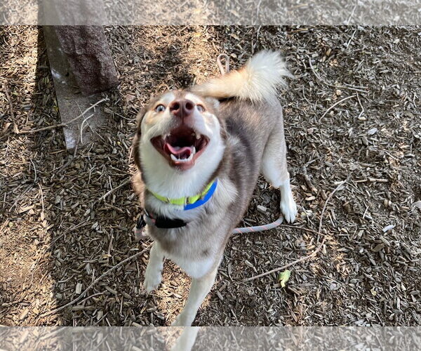 Medium Photo #2 Alaskan Klee Kai-Unknown Mix Puppy For Sale in Fort Collins, CO, USA