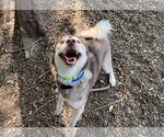 Small #1 Alaskan Klee Kai Mix