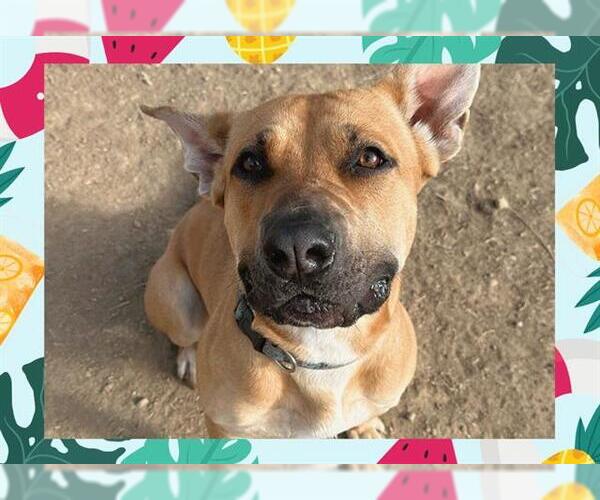 Medium Photo #5 American Pit Bull Terrier-Unknown Mix Puppy For Sale in Ojai, CA, USA