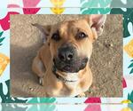 Small #4 American Pit Bull Terrier Mix