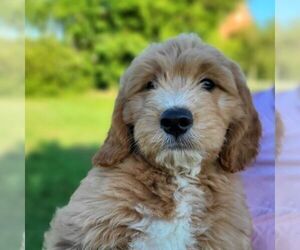 Goldendoodle (Miniature) Puppy for sale in MYERSTOWN, PA, USA