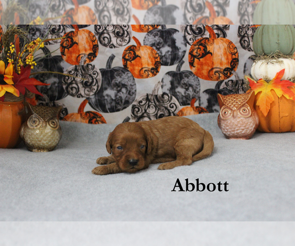 Medium Photo #2 Cavapoo Puppy For Sale in CHANUTE, KS, USA