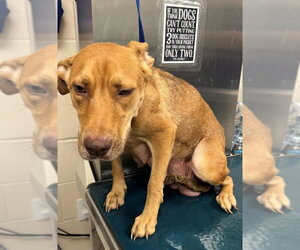Unknown-Vizsla Mix Dogs for adoption in Mobile, AL, USA