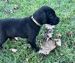 Puppy Gray German Shorthaired Lab