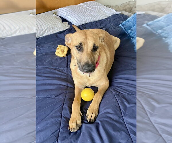 Medium Photo #17 Black Mouth Cur-Labrador Retriever Mix Puppy For Sale in San Diego, CA, USA