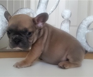 French Bulldog Puppy for sale in FORT LEE, VA, USA