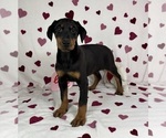 Small #4 Doberman Pinscher