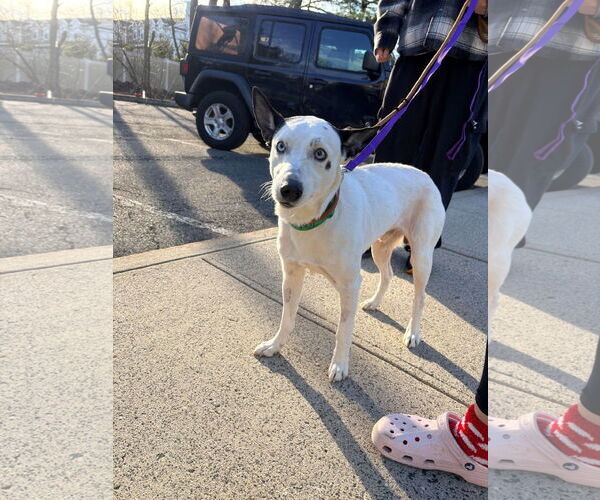 Medium Photo #2 Mutt Puppy For Sale in Westwood, NJ, USA