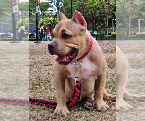 Medium Photo #5 American Bully Puppy For Sale in Makati City, Metro Manila, Philippines