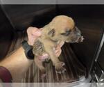 Small American Staffordshire Terrier Mix