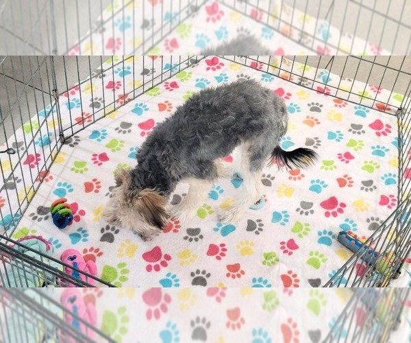Medium Photo #10 Morkie Puppy For Sale in ORO VALLEY, AZ, USA