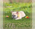 Small Photo #5 French Bulldog Puppy For Sale in PALM BAY, FL, USA