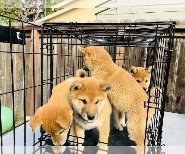 Medium Photo #64 Shiba Inu Puppy For Sale in FREMONT, CA, USA