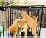 Small Photo #64 Shiba Inu Puppy For Sale in FREMONT, CA, USA