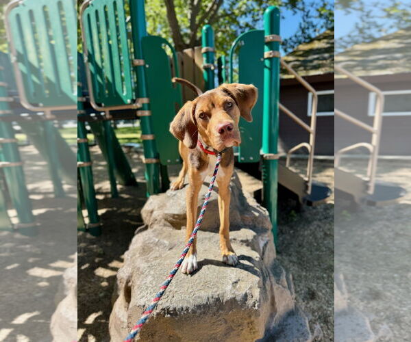 Medium Photo #1 German Shorthaired Pointer-Vizsla Mix Puppy For Sale in Chico, CA, USA
