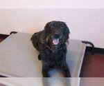 Small #3 Labrador Retriever Mix