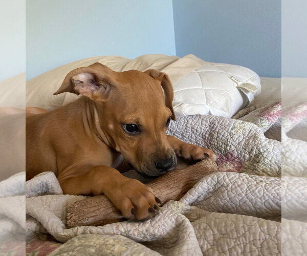 Medium Photo #3 Mutt Puppy For Sale in Canton, CT, USA