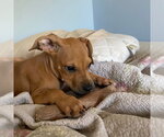 Small Photo #3 Mutt Puppy For Sale in Canton, CT, USA