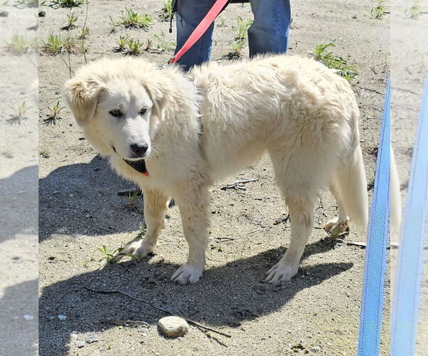 Medium Photo #7 Great Pyrenees Puppy For Sale in Croydon, NH, USA