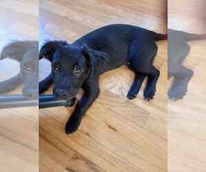 Maltador Dogs for adoption in pomfret, CT, USA