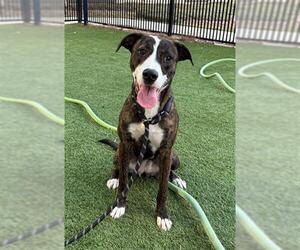 Plott Hound-Unknown Mix Dogs for adoption in Baytown, TX, USA