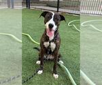 IVARA - Female Plott Hound-Unknown Mix Dog for Adoption - Small photo
