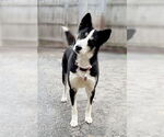 Small #5 Huskies  Mix