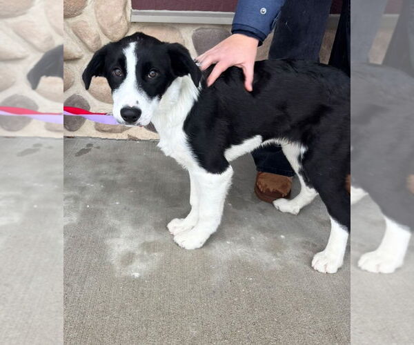 Medium Photo #3 Australian Shepherd-Unknown Mix Puppy For Sale in Grafton, WI, USA