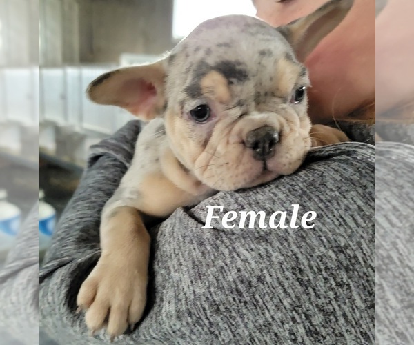 Medium Photo #8 French Bulldog Puppy For Sale in GOBLES, MI, USA