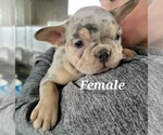 Small Photo #8 French Bulldog Puppy For Sale in GOBLES, MI, USA