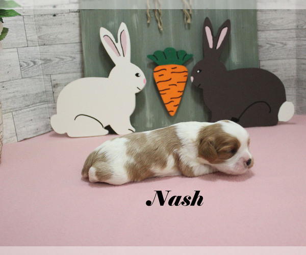 Medium Photo #4 Cavalier King Charles Spaniel Puppy For Sale in CHANUTE, KS, USA