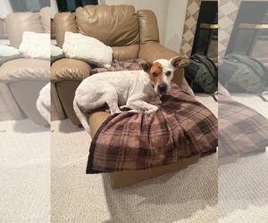 Basset Hound-Unknown Mix Dogs for adoption in Westwood, NJ, USA