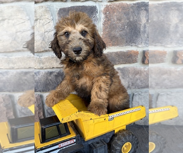 Medium Photo #2 Whoodle (Miniature) Puppy For Sale in MIDDLEBURY, IN, USA