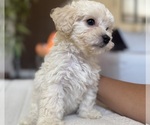 Image preview for Ad Listing. Nickname: Cockapoos