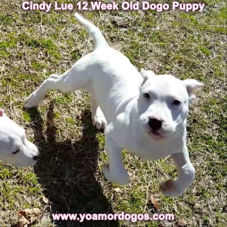 Medium Photo #160 Dogo Argentino Puppy For Sale in PINEVILLE, MO, USA