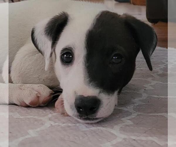 Medium Photo #3 Mutt Puppy For Sale in Queen Creek, AZ, USA