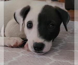 Phantom - Female Mutt Dog for Adoption - Photo #3