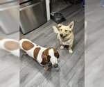 Small #6 Basset Hound-Welsh Corgi Mix