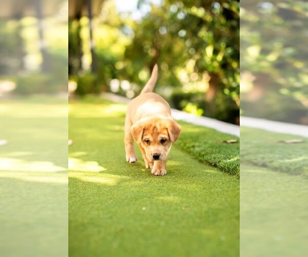Medium Photo #4 Mutt Puppy For Sale in San Diego, CA, USA