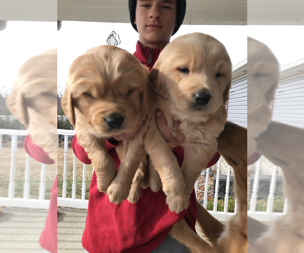 Medium Photo #3 Golden Retriever Puppy For Sale in STOKESDALE, NC, USA