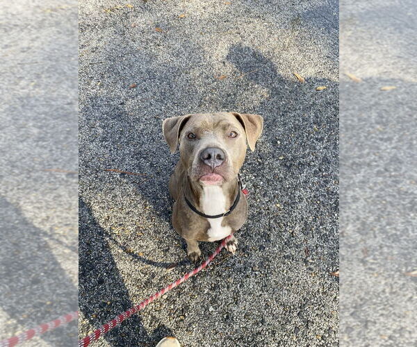 Medium Photo #6 Mutt Puppy For Sale in Abbeville, LA, USA