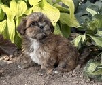 Small #1 Shih Tzu