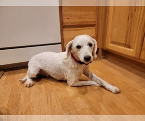 Mother of the Goldendoodle mix (+ Poodle Toy) puppies born on 06/27/2026