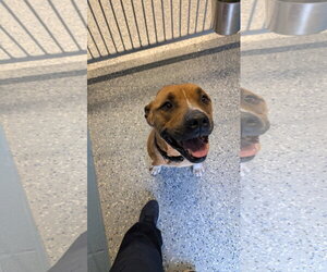 TINA - Female Mutt Dog for Adoption - Photo #2
