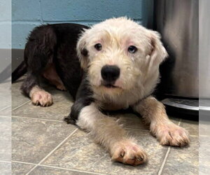 Old English Sheepdog-Shih Tzu Mix Dogs for adoption in Rustburg, VA, USA