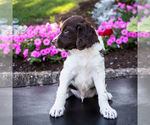 Small Photo #6 Brittany Puppy For Sale in WAKARUSA, IN, USA