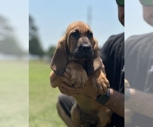 Medium Photo #1 Bloodhound Puppy For Sale in CERRO GORDO, NC, USA