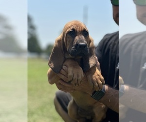 Bloodhound Puppy for sale in CERRO GORDO, NC, USA